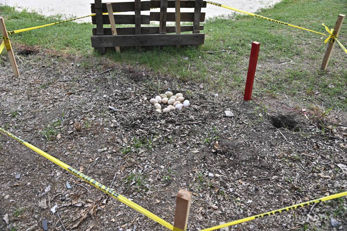 $!Una patita empolló sus huevos en pleno Torneo Anual del Club Campestre de Golf 2024.