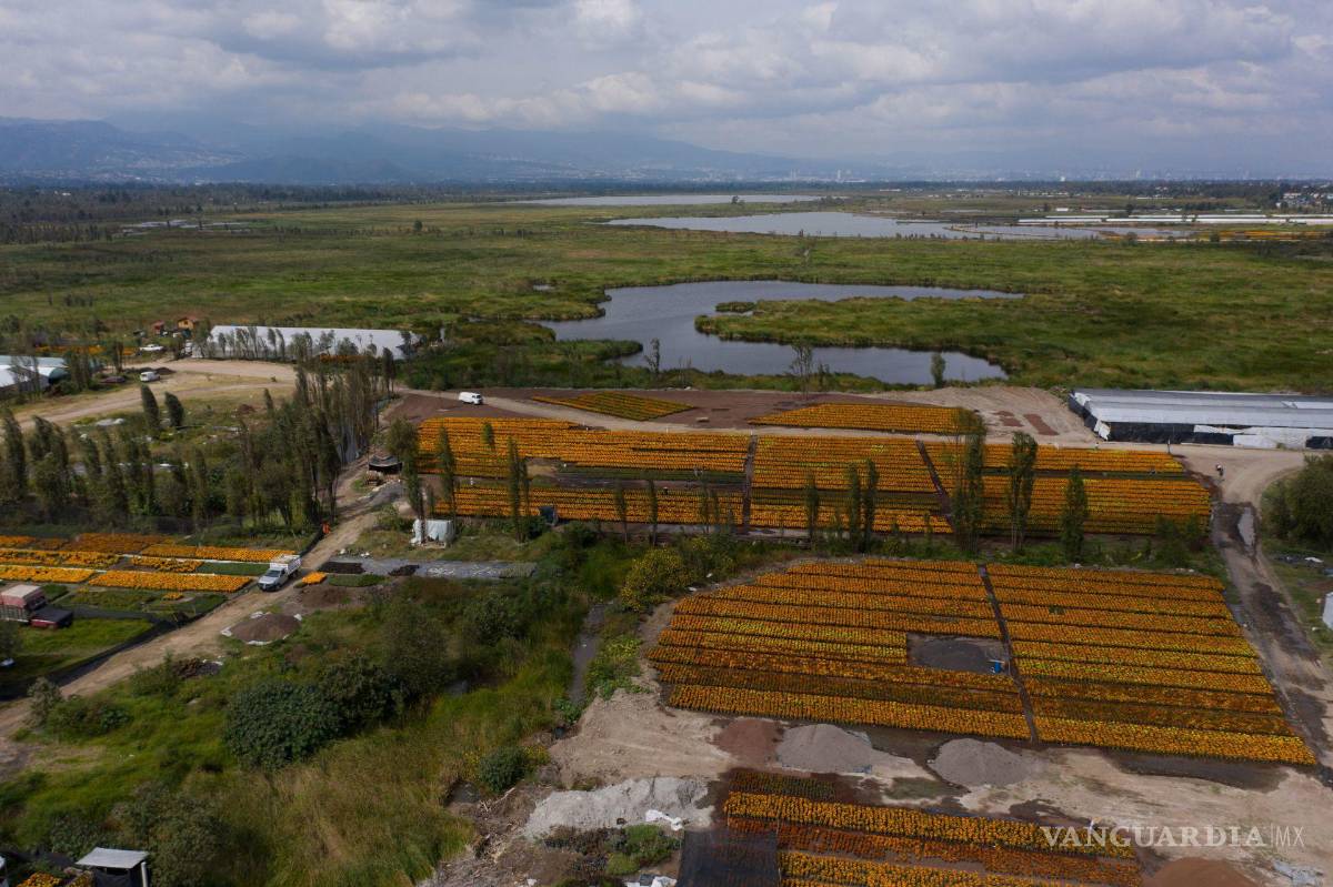 $!Vista de una de las chinampas de la siembra de la flor de cempasúchil en el vivero de San Luis Tlaxialtemalco, en la alcadía Xochimilco, CDMX.