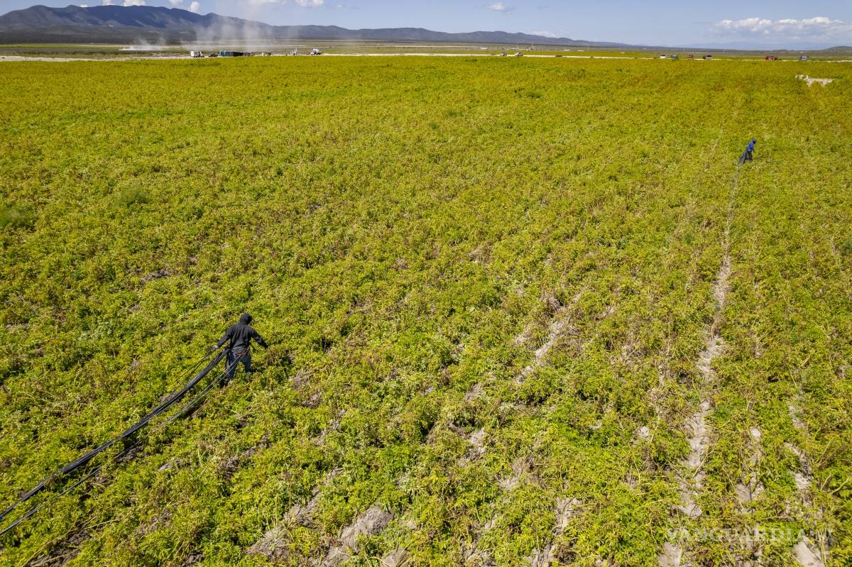 $!Las regiones en Coahuila y Nuevo León han sido pioneras en la producción de papa a nivel nacional, pero a la fecha únicamente quedan unos pocos productores.