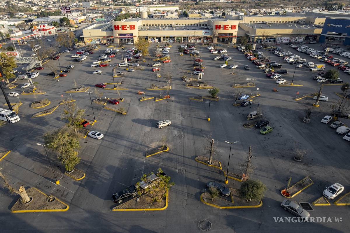 $!Autoridades municipales ordenaron la reposición de 33 árboles adultos en el complejo.