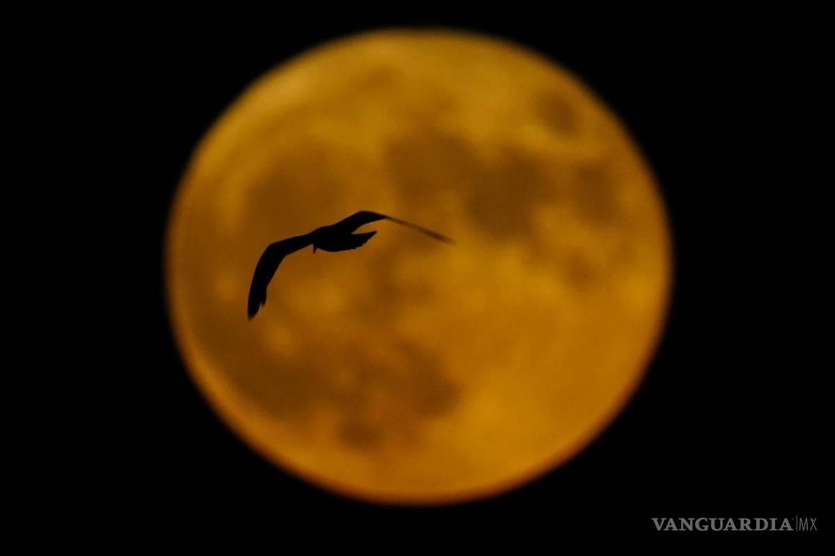 $!Un pájaro pasa por delante de la luna llena en Milwaukee, el 13 de julio de 2022. Esta luna llena recibe también el nombre de Luna de Ciervo.