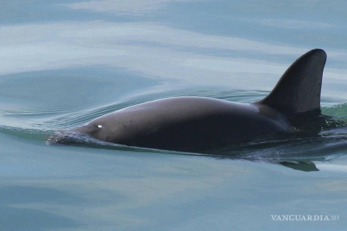 $!Una vaquita marina nada en el Golfo de California, en México, el 20 de mayo de 2023.