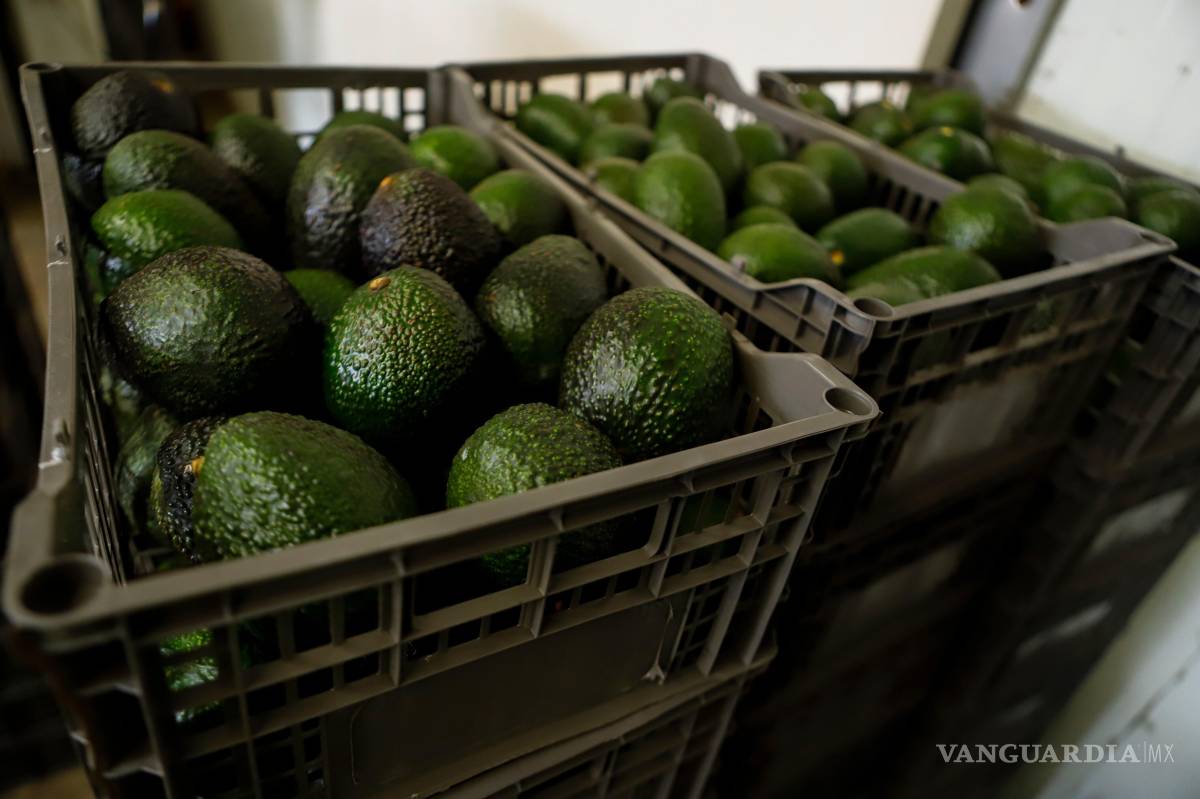 $!Cajas de aguacates esperan a ser procesadas en una planta empacadora en Uruapan, México, el 16 de febrero de 2022.