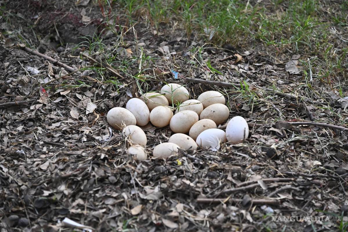 $!Una patita empolló sus huevos en pleno Torneo Anual del Club Campestre de Golf 2024.