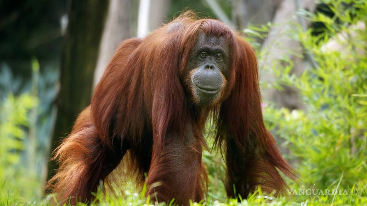 Muere Nonja, la orangután que tenía su cuenta de Facebook