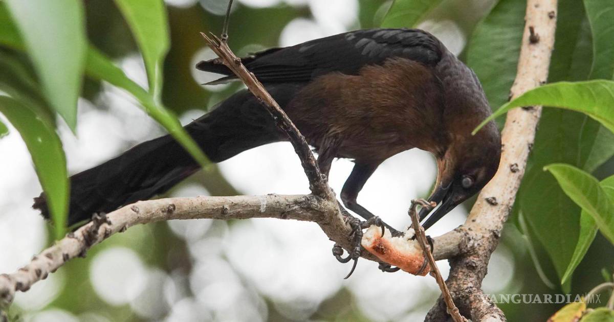 Pájaros de cuenta