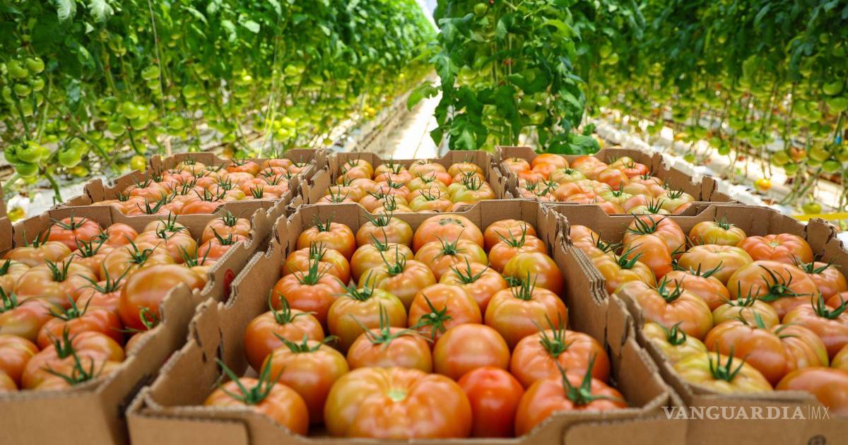 No sólo tamales y tomates, sirve México ‘la mesa’ de EU