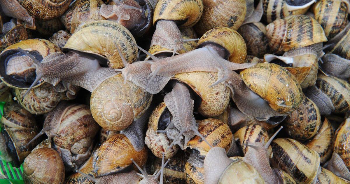 Un robo de caracoles dejará a muchos franceses sin su manjar navideño