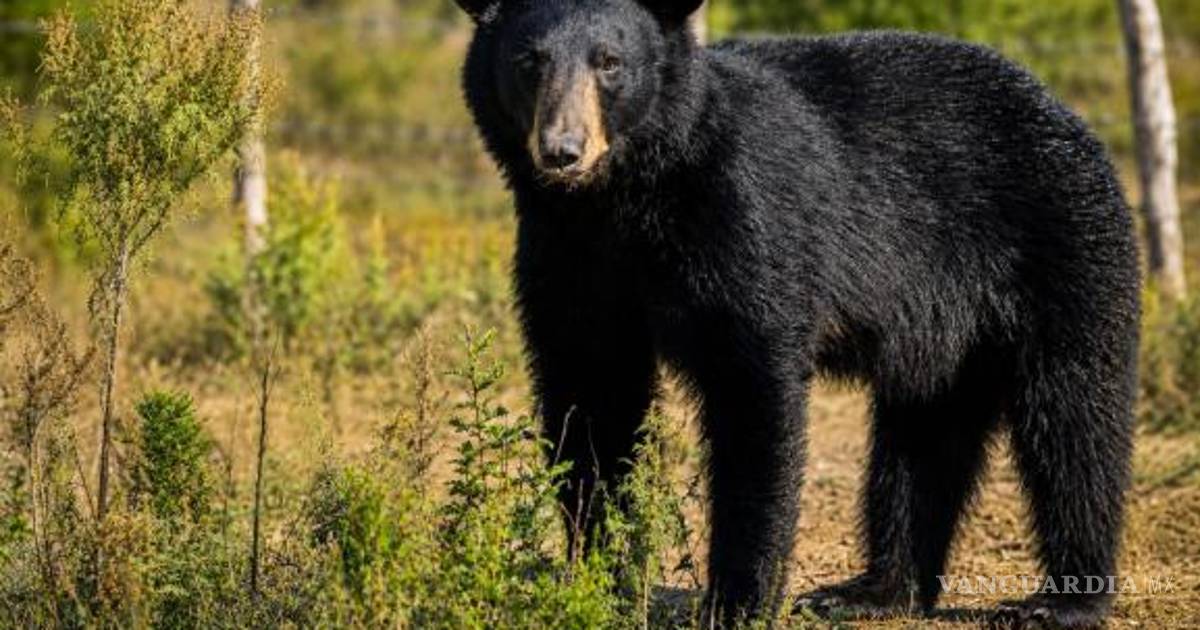 Refuerzan prevención ante presencia de osos negros en Coahuila