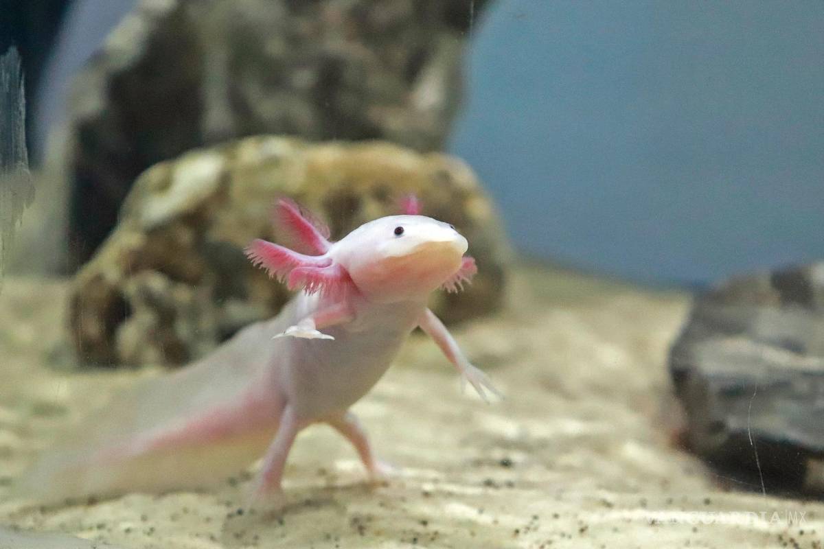 ¡Con los axolotes, no! Restaurante japonés los vende fritos y desata la ira de las redes sociales