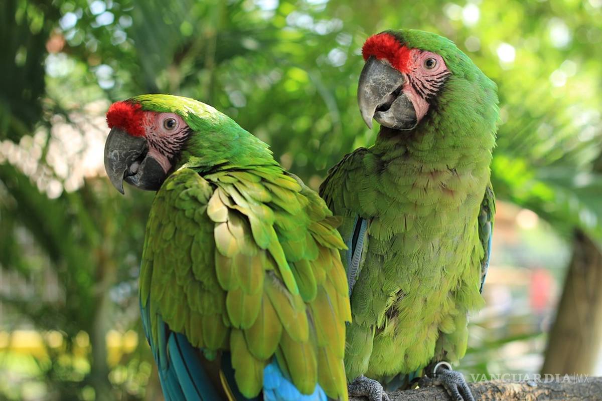 Guacamaya verde se une a la lista de especies en peligro de extinción