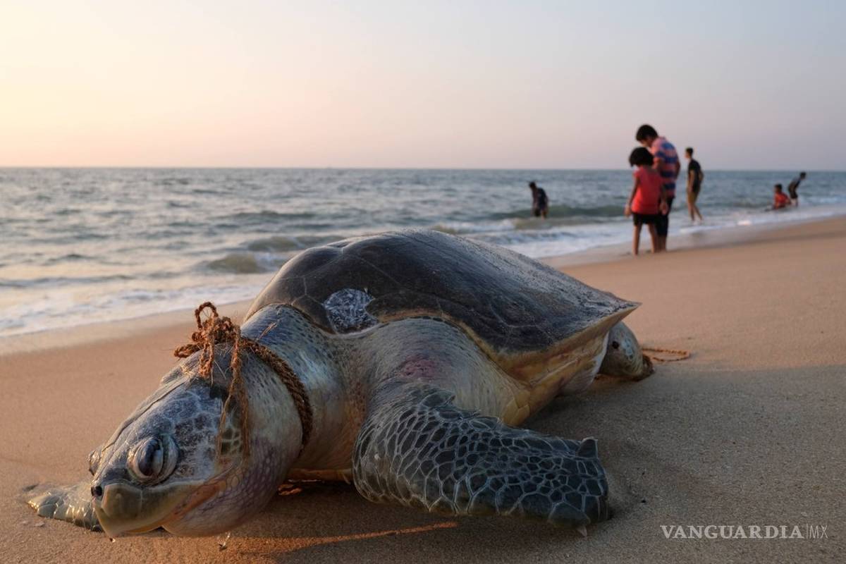 $!Tu jugo del día: Ahora sí, ponen ojo en 'La Estafa Maestra'
