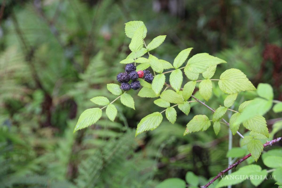 La mora, la incómoda invasora que amenazan los ecosistemas en Galápagos
