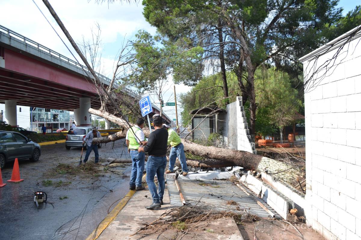$!Tromba causa caos en norte de Saltillo; caen árboles y panorámicos