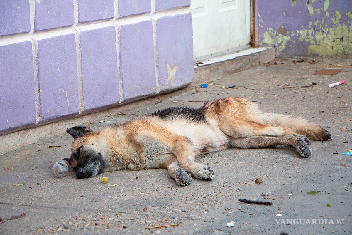 $!Hasta con 6 mil pesos sancionarán en Piedras Negras el maltrato animal, además de la denuncia penal