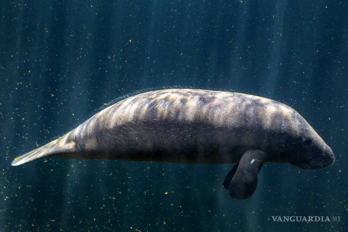 $!Hoy es el Día manatí, descubre por qué