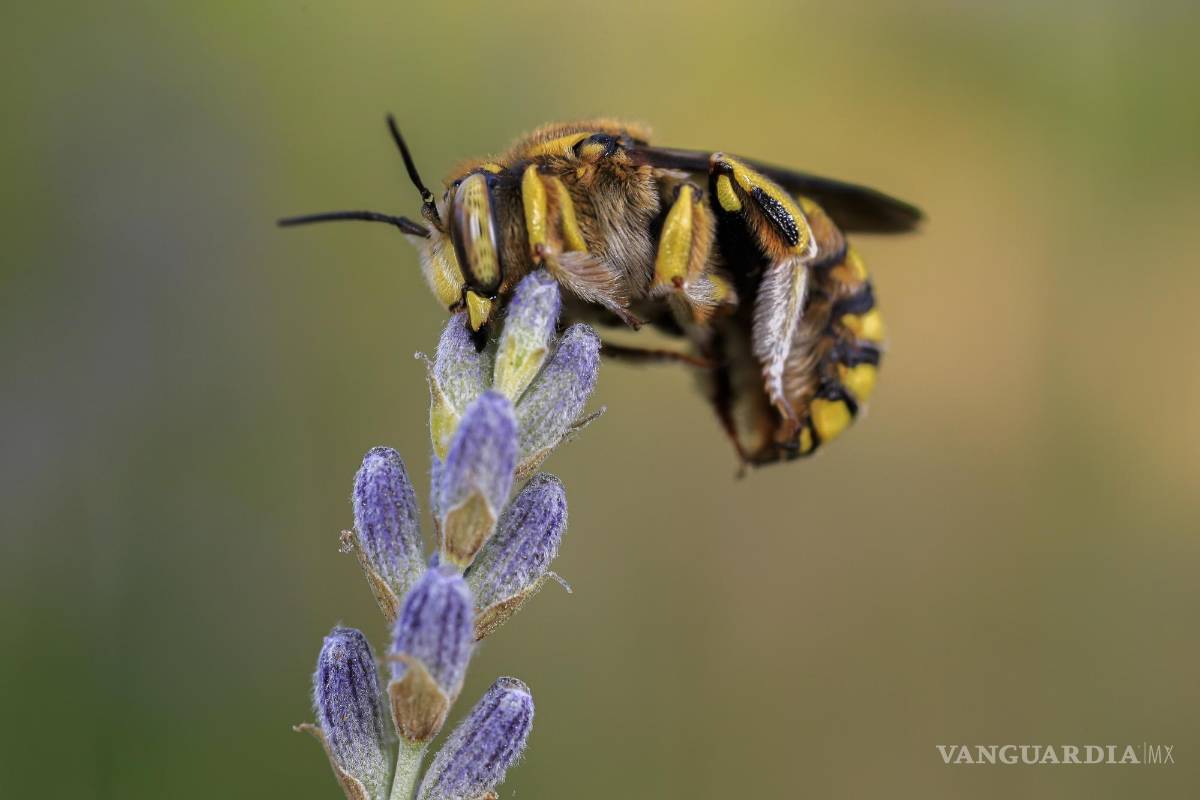 Abejas son ‘vitales’ para el futuro de los ecosistemas