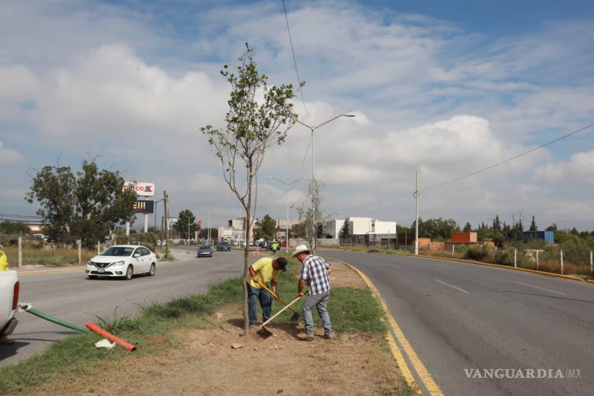 $!Personal de la Dirección de Medio Ambiente y Desarrollo Sustentable intervino el bulevar Luis Donaldo Colosio, sembrando Encino Roble.