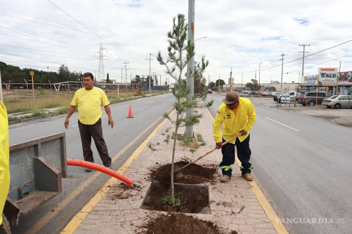 $!Las especies elegidas incluyen encinos, cipreses, pinos y palmas, adaptadas al entorno urbano y al clima de la región.