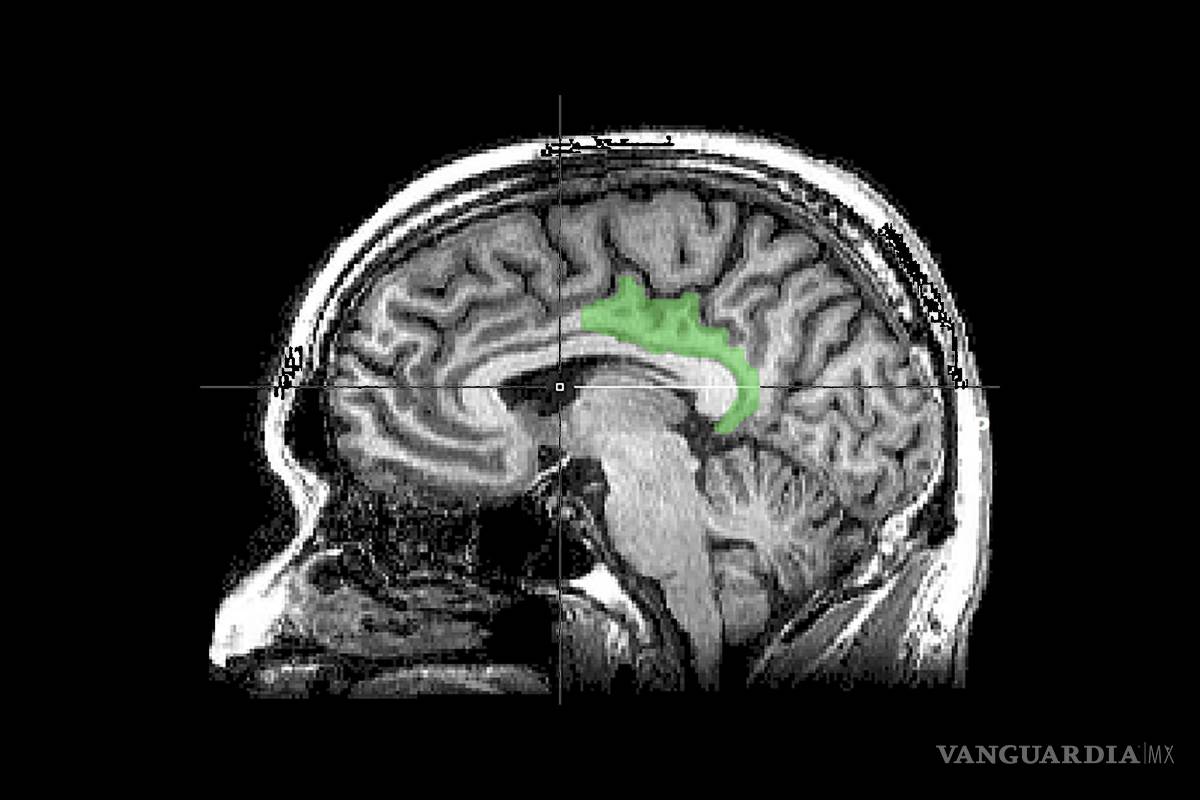 Un estudio del cerebro sugiere que los recuerdos traumáticos se procesan como una experiencia actual