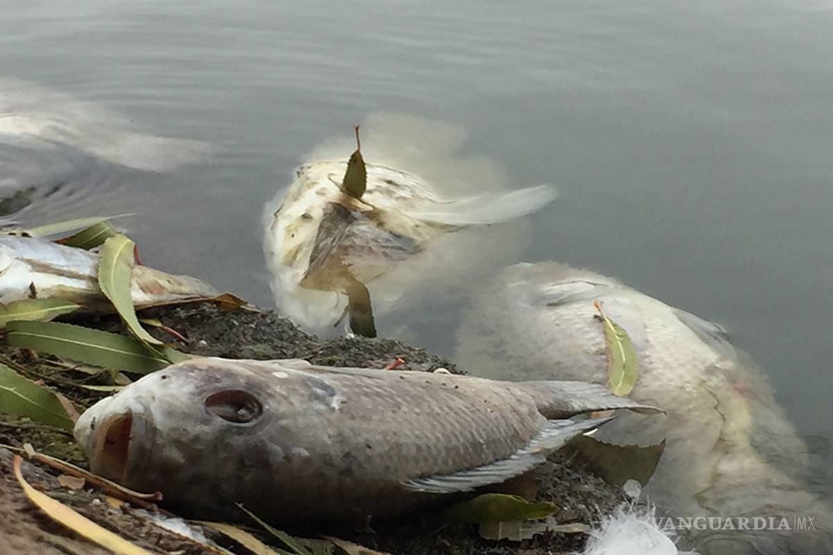 Mueren cientos de peces en lago de la Ciudad Deportiva de Saltillo