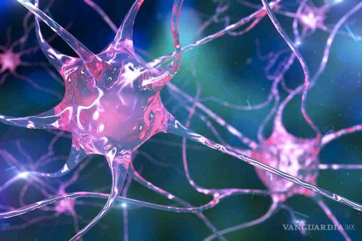 Descubren una regeneración extraordinaria de neuronas dañadas