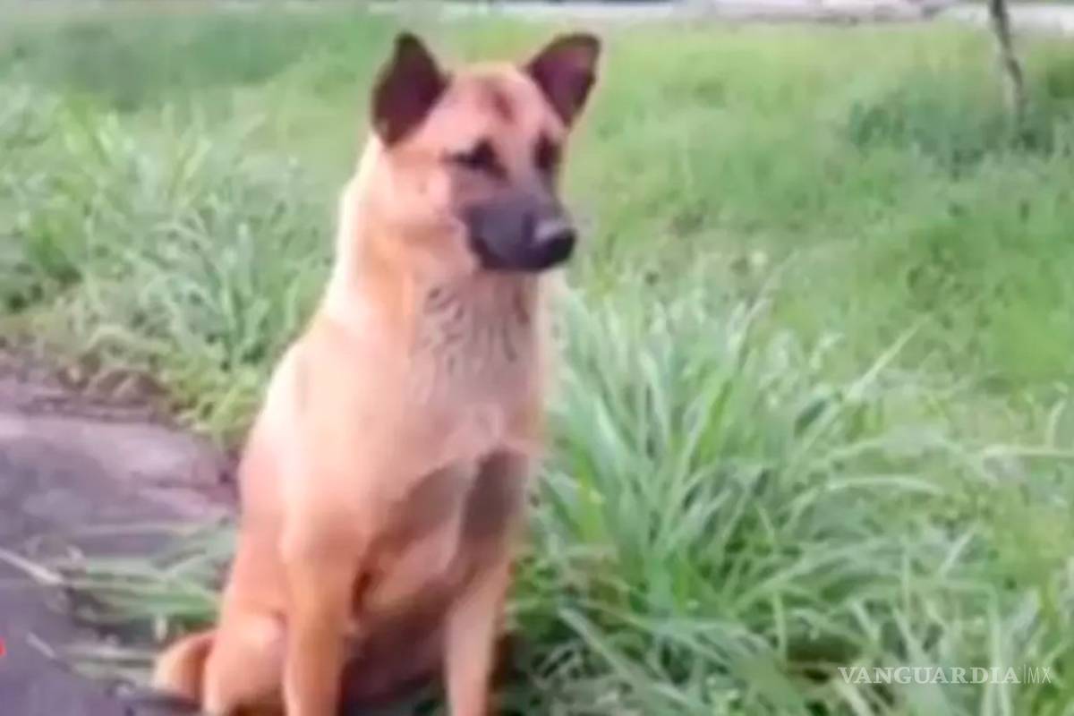 Perro muere esperando en el mismo lugar donde fue abandonado, lo atropellaron