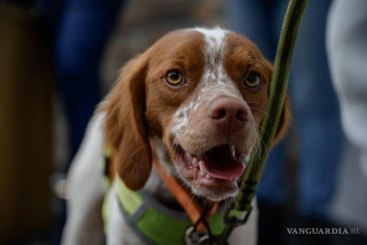 $!La estrategia implementada fue evaluada por un comité integrado por instituciones de prestigio nacional e internacional, bajo criterios técnicos y de transparencia.