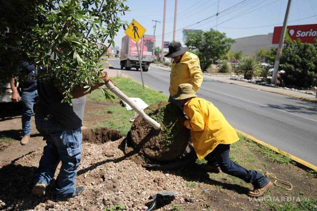 $!Cuadrillas municipales realizan trabajos de reforestación en vialidades como parte del programa “Bosques Urbanos Lineales”.