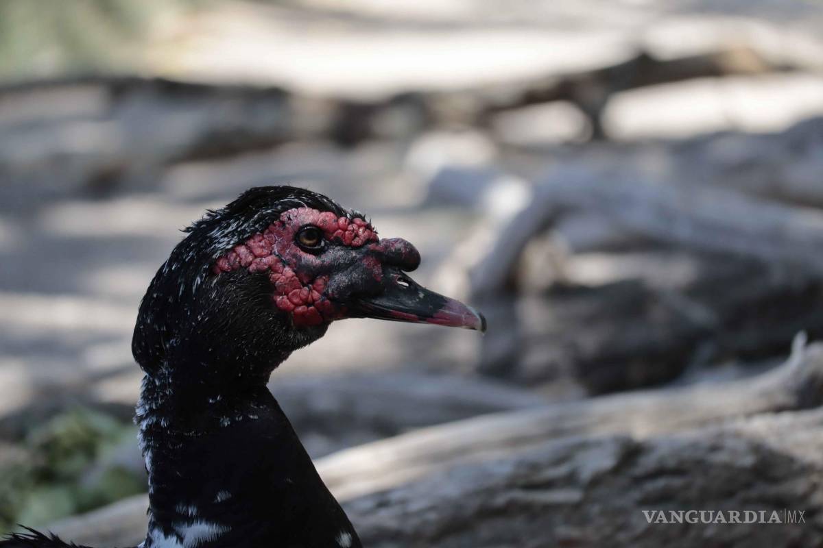 $!Entre las especies que se han encontrado en los alrededores del sitio se encuentran; la garza tricolor, garza ganadera, cerceta alas verdes, pato pico anillado, garza moderna, Martín pescador norteño, pinzón mexicano, garza blanca, etc.