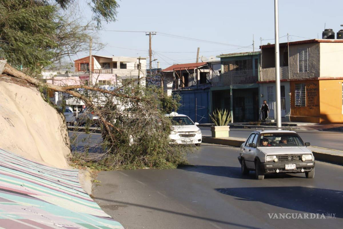 $!Protección Civil y Bomberos han atendido varios reportes relacionados con los estragos causados por el fuerte viento.