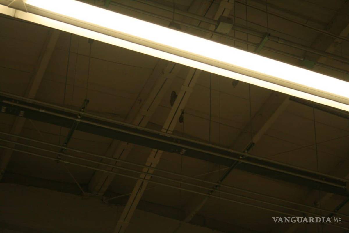 ¡Vuela alto! viralizan en redes a gavilán en supermercado de Saltillo