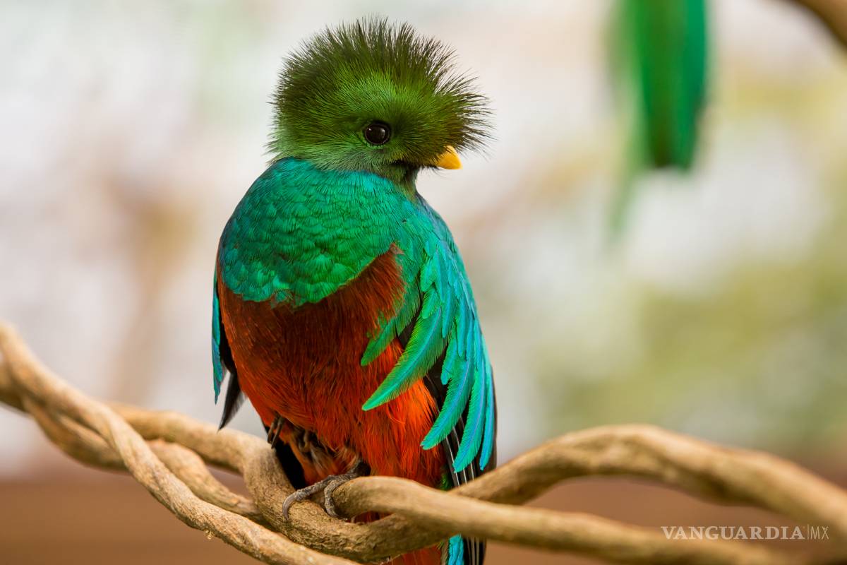 El quetzal, al borde de la extinción por caza y falta de hábitat, alertan