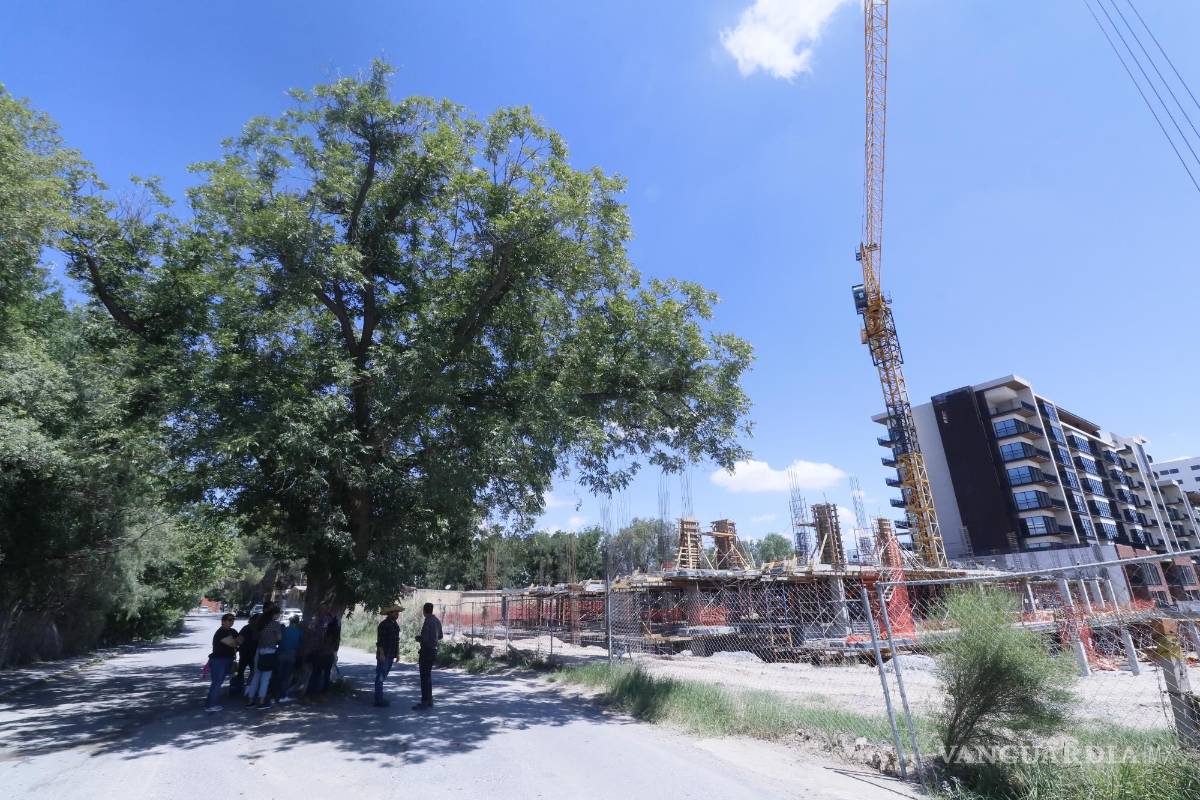 Vecinos denuncian intento de ‘nogalicidio’ al norte de Saltillo; vertieron aceite quemado a la raíz para asesinarlo