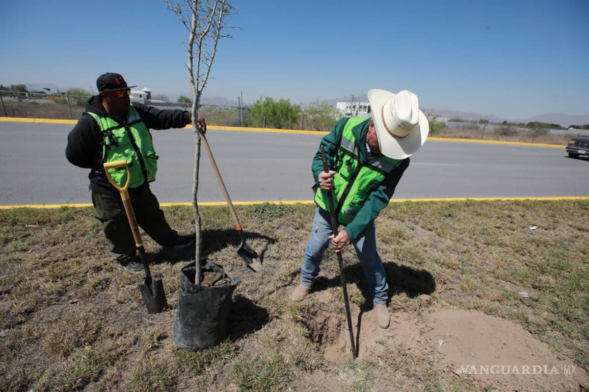 $!Realiza Saltillo más acciones de reforestación de bulevares con programa ‘Bosques Urbanos Lineales’