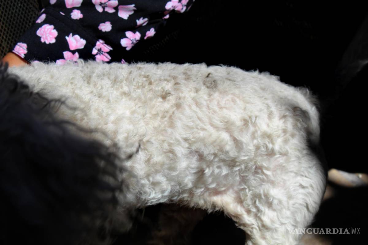 $!En la foto se observa a una perra French Poodle de pelaje blanco. Duermeen la cochera y su cuerpo levanta todo el polvo que generan las fábricas.