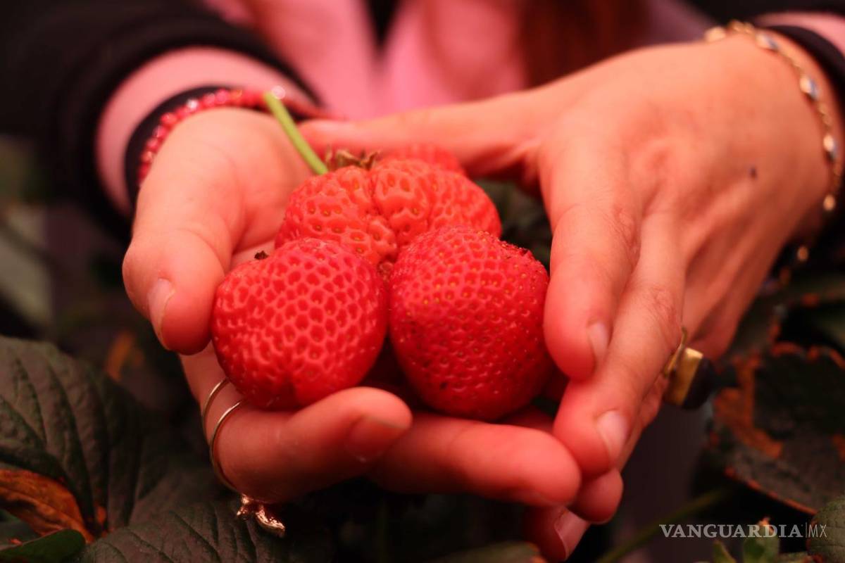 Alumnos de la UAAAN arman granjas verticales para revolucionar cultivos