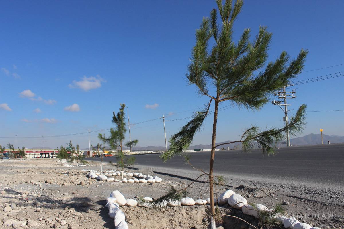 $!Planta árboles en camellón empresa transportista de Ramos Arizpe