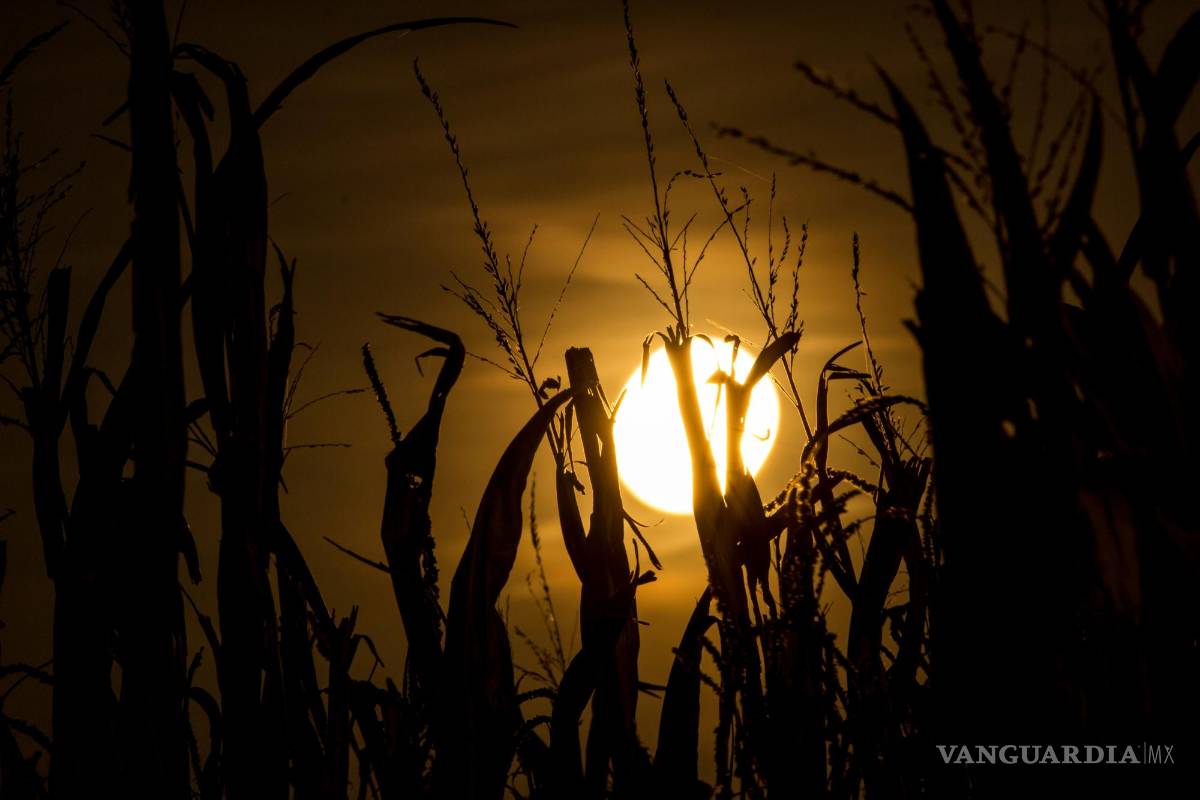 $!Luna de flor, de fresa, de ciervo...¿Cuándo serán todas las lunas llenas del año?