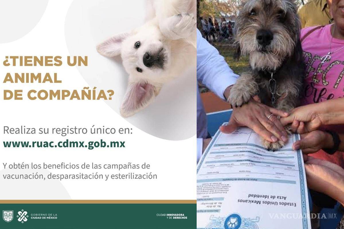 ¿CURP y acta de nacimiento para mascotas?... qué estados cuentan con registro para reconocerlas legalmente y erradicar el maltrato animal
