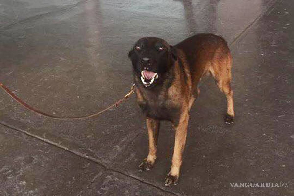 Perro rescatista de Saltillo viajó a la CDMX para ayudar en el sismo