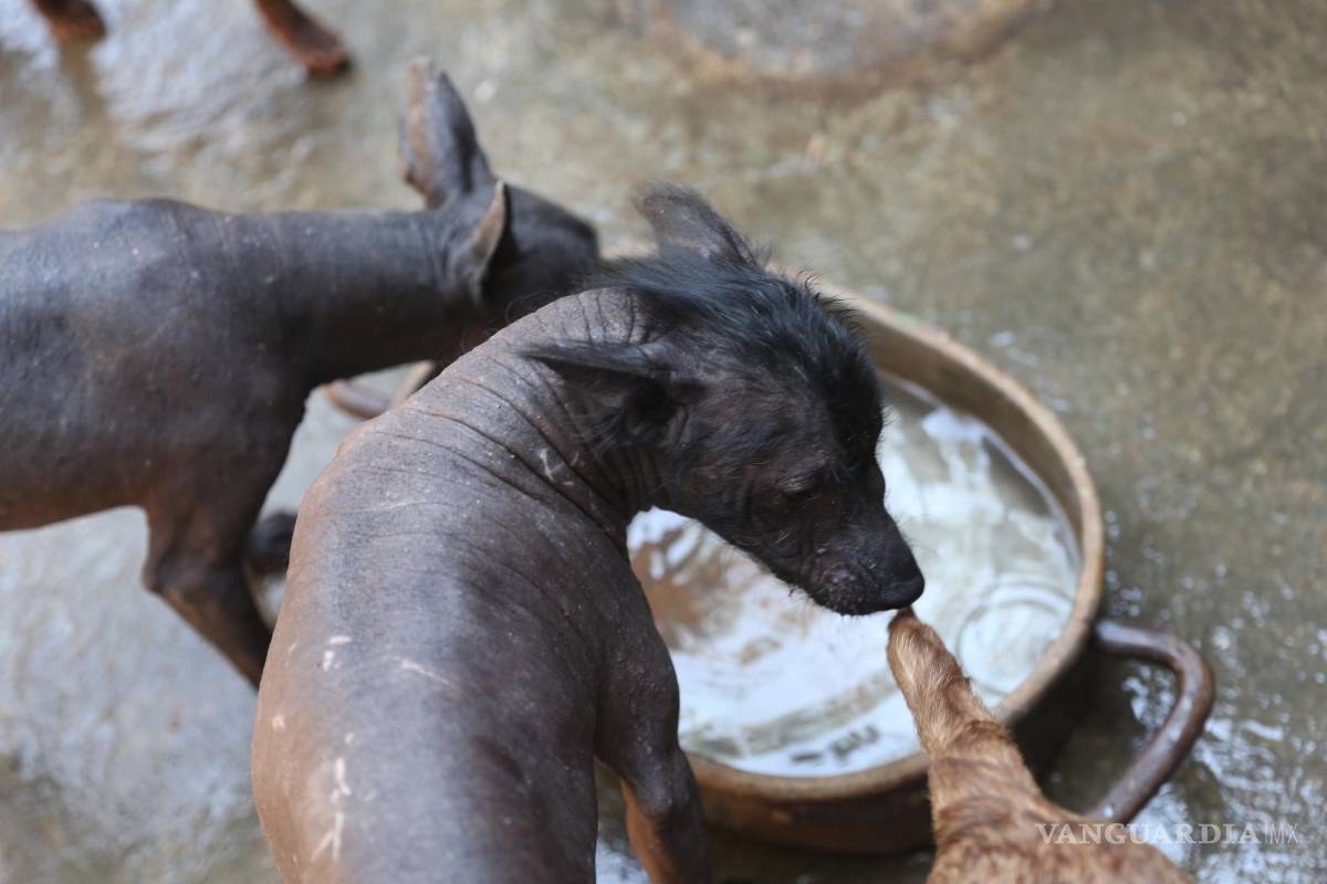Xoloitzcuintle, de guía de los muertos a raza de moda en México