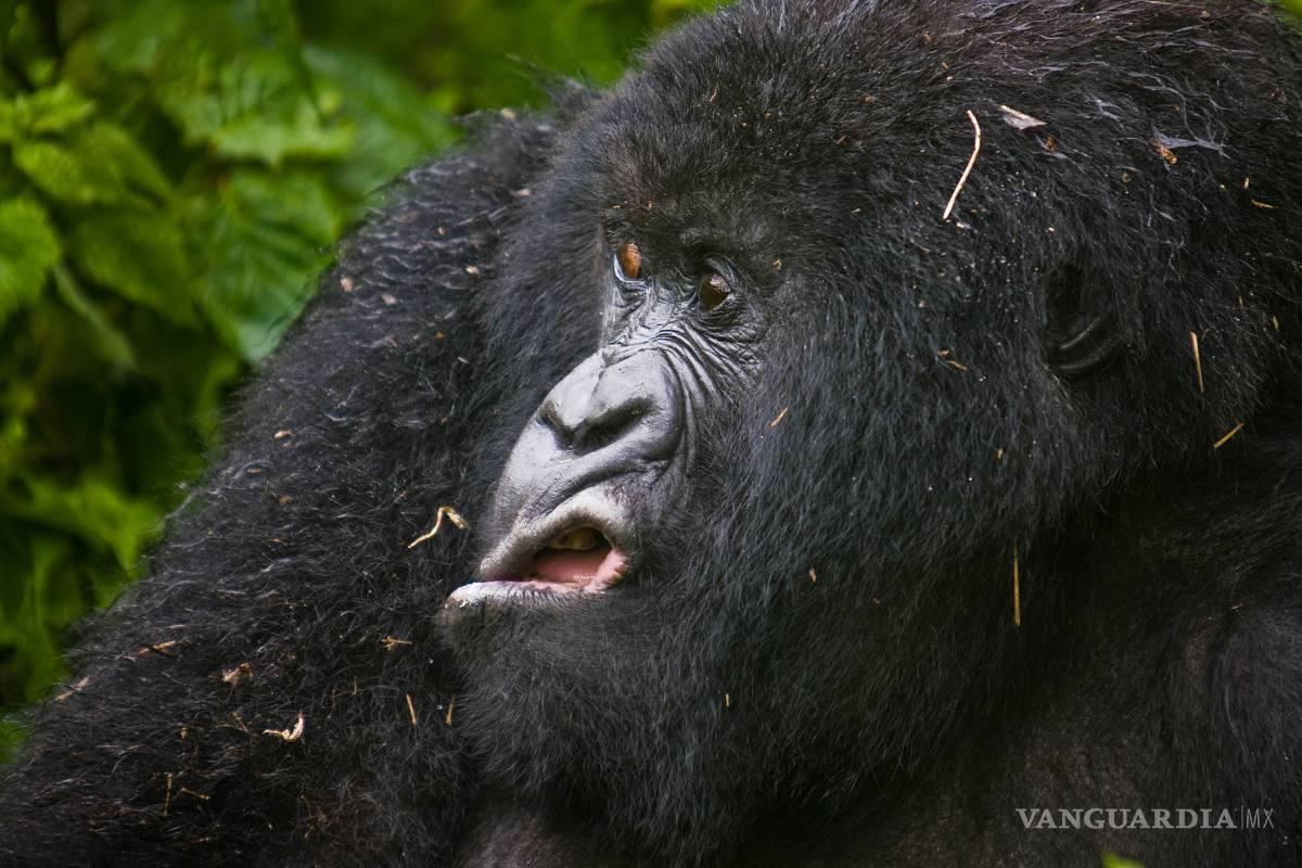 $!Comedy Wildlife Photography Awards: Los momentos más graciosos del mundo animal