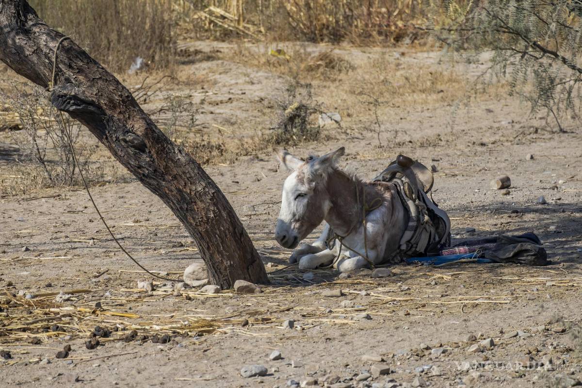 $!Campo, sequía y omisión, secan acuífero de Coahuila