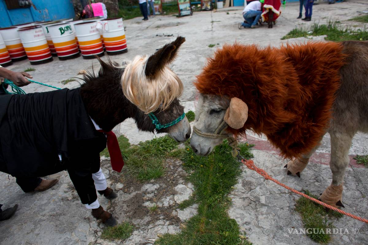 $!'Trump' desfila en la feria del burro en Otumba