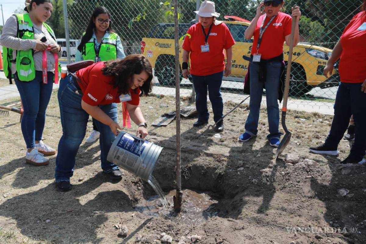 $!Ejemplares de Trueno y Pino Piñonero fueron plantados para fortalecer las áreas verdes de la colonia.