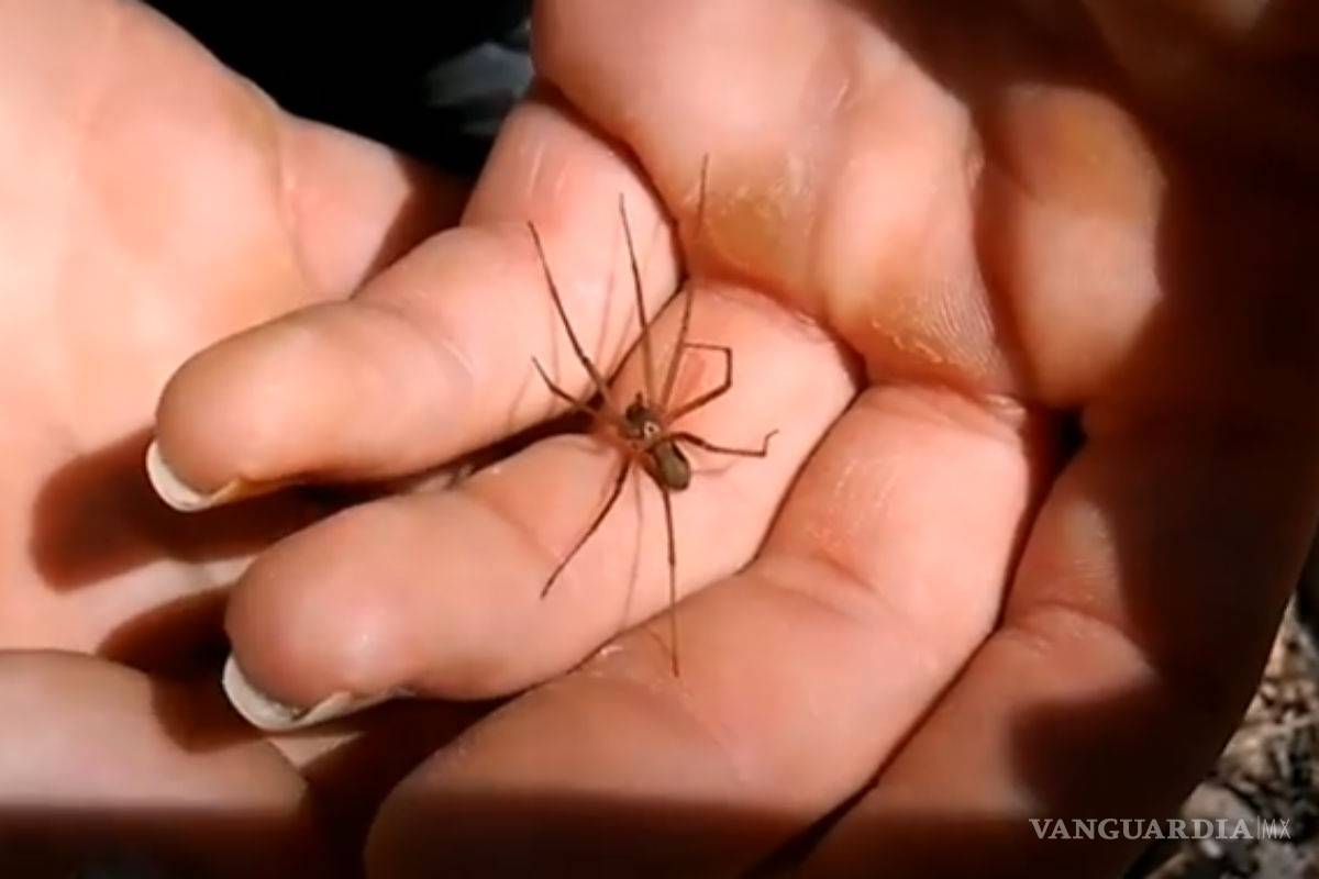 Universitarios descubren nueva araña violinista en México