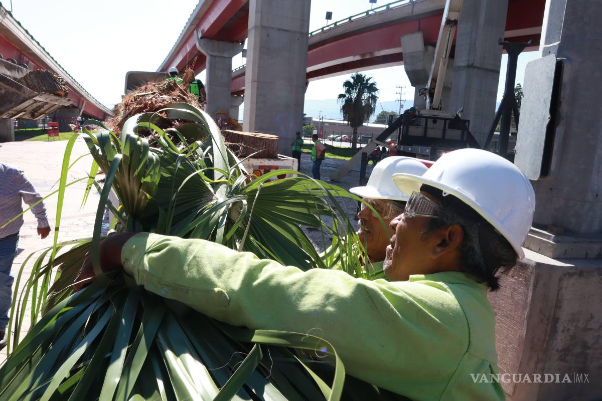 $!Las siete palmas fueron reubicadas en el Distribuidor Vial Venustiano Carranza.