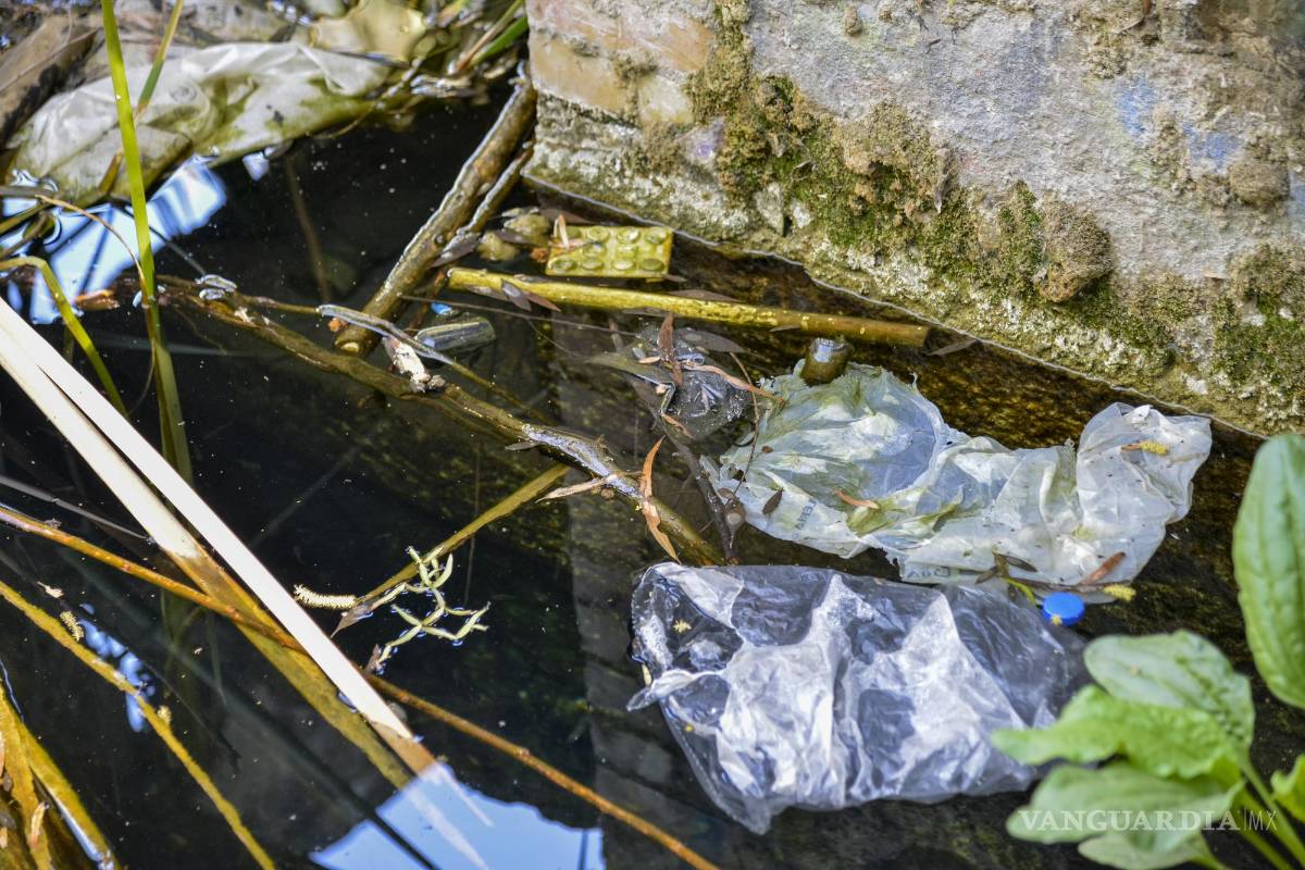 $!Basura y deshechos ponen en riesgo la supervivencia de la Carpita como especie.