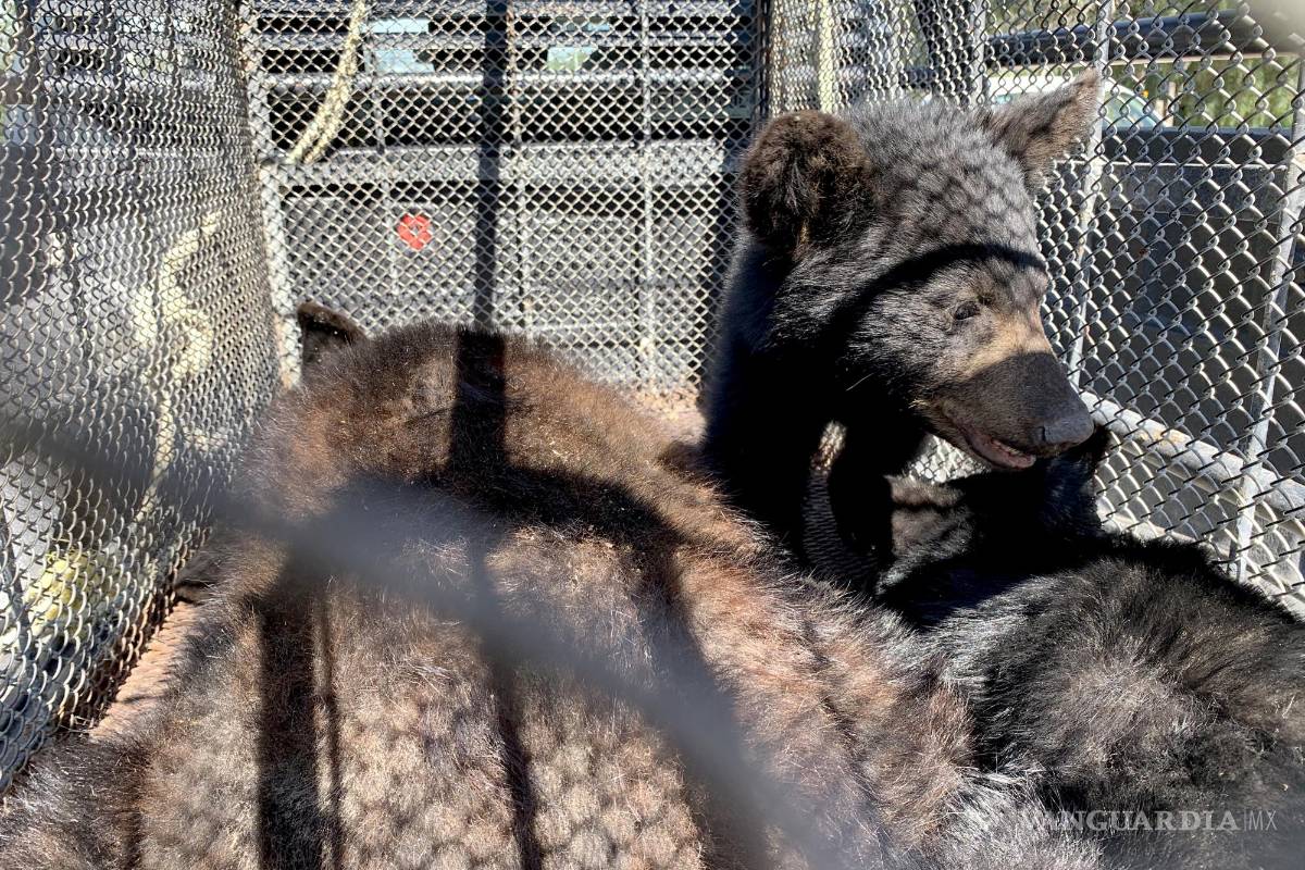 Atrapan a familia de osos en Monte de Sinaí